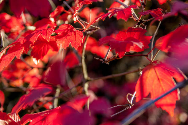 istock Autumn red leaves nature 1055692102