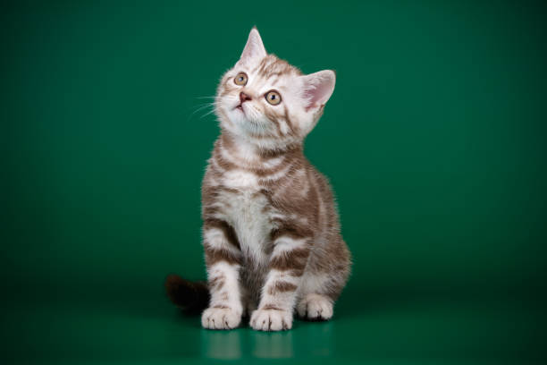 istock scottish straight shorthair cat 1055693314