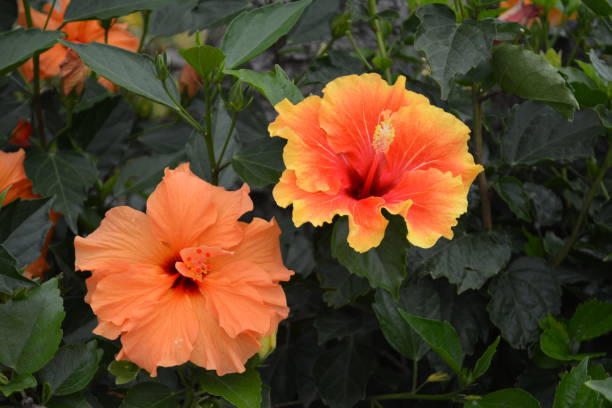 istock Beautiful orange hibiscus flower 1055693890