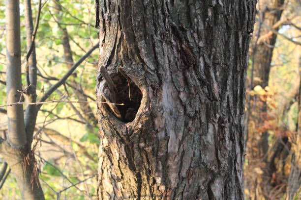 istock tree with hollow in the forest in autumn 1055698844