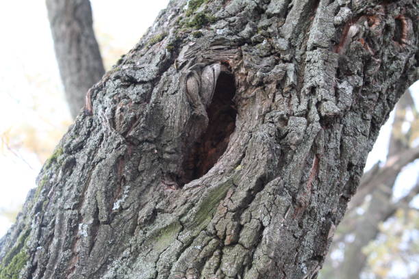 istock tree with hollow in the forest in autumn 1055698846