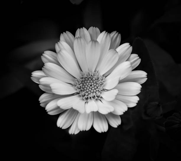 istock Black and White Photographs 1055701198