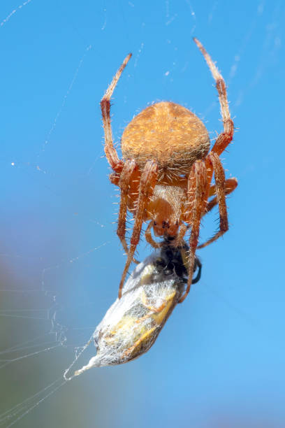 istock western spotted orbweaver spider, Neoscona oaxacensis, with wasp 1055701290