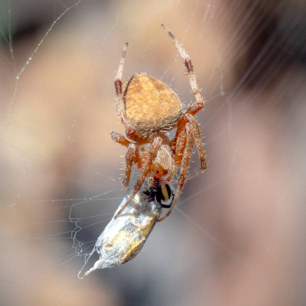 western spotted orbweaver spider, Neoscona oaxacensis, with wasp
