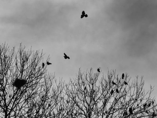 istock crows landing in a trees and perched nesting birds in silhouette at twilight in woodland 1055701424
