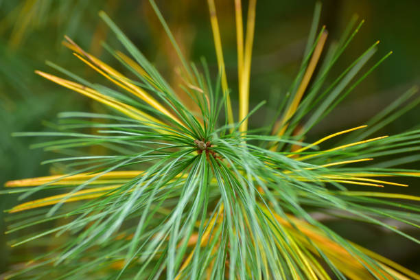 Autumn Colors Pine Tree Branch Abstract