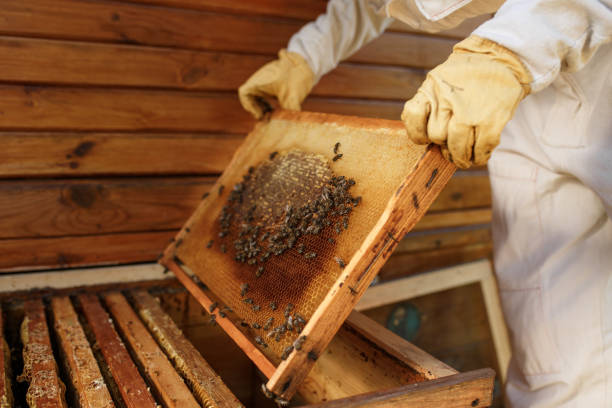 istock hands of beekeeper pulls out from the hive a wooden frame with honeycomb. Collect honey. Beekeeping concept. 1055709214
