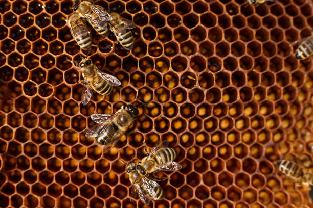 istock close up honeycomb in wooden frame with bees on it. Apiculture concept. 1055709268