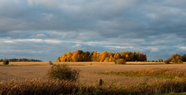 istock Farmland in Canada: Soybean field in sunset 1055711654