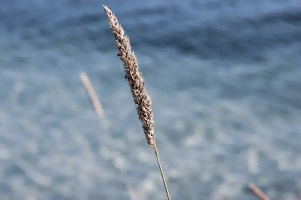 Closeup of single golden phragmite with seeds, a perennial grass on blue water background. Atmospheric herbal picture with place for text
