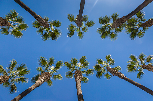 Looking up at tall palm trees against a clear blue sky