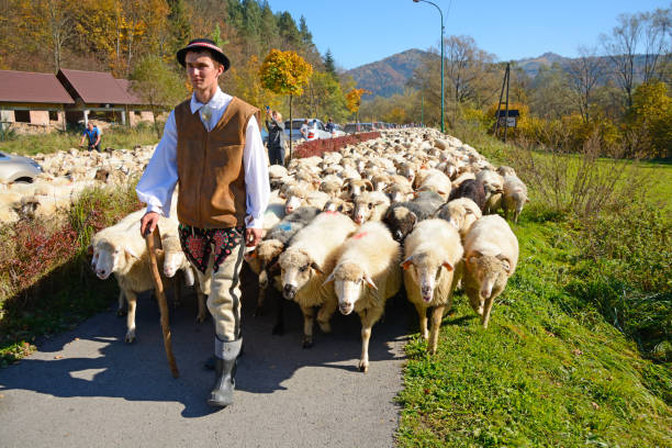 Sheep parades Szczawnica, Poland - October 13th, 2018: Autumn sheep parades on the village street. In she foreground on the left young shepherd in regional costume. Sheep herd behind him. In the backgeound on the lef a few observers taking photos. Horizontal image in a sunny day. szczawnica stock pictures, royalty-free photos & images