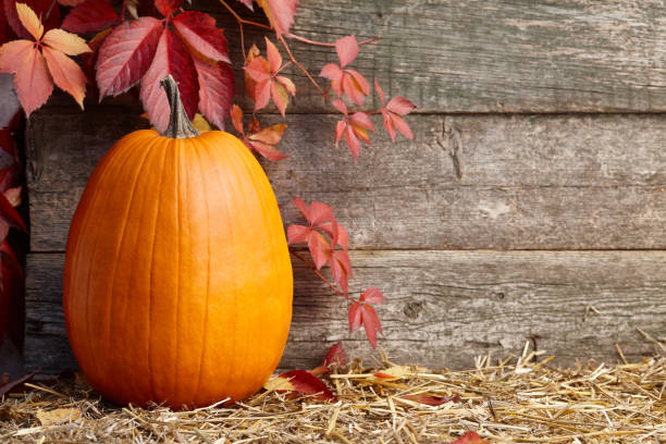istock Beautiful orange pumpkin on old planks background 1055717198