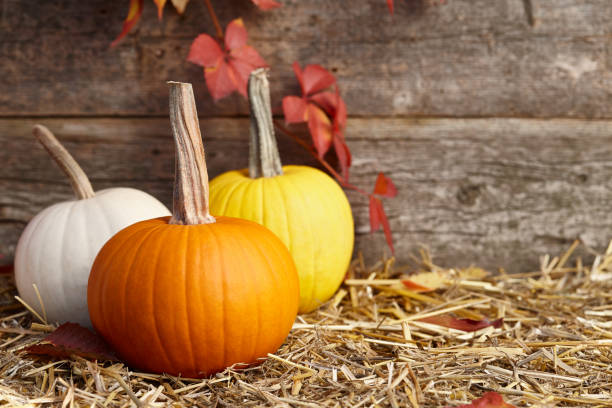 istock Colorful fall pumpkins on old planks background 1055717208