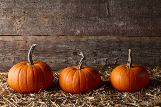 istock Orange Halloween pumpkins in dark old barn 1055717268