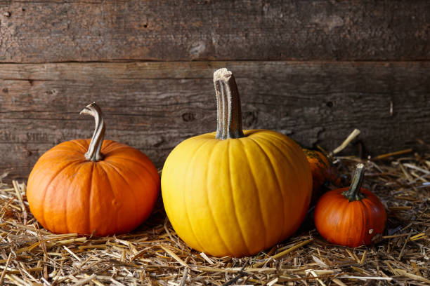 istock Colorful Halloween pumpkins in dark old barn 1055717278
