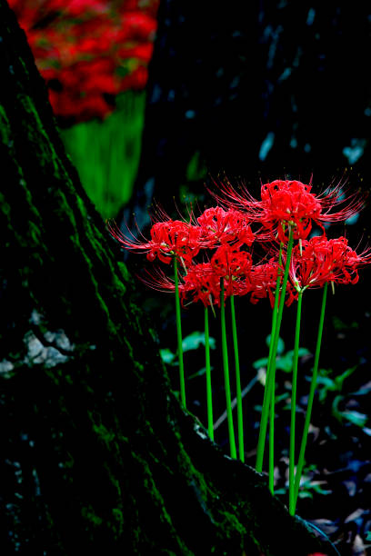 Sanglim Forest, a popular spot in Hamyang County, Gyeongsangnam-do, South Korea, was built artificially when Mr. Choi Chi-won was in Hamyang during the Silla Jinseong Kings. However, the smell of man-made smells is likely to be a lovely garden with a beautiful heart that takes off nature for many years.\nKorea's oldest forest, The Forest Forest is home to pine trees, old trees, dog cedars, galched trees, and elm trees. There are a total of 116 plants surveyed so far.  In September, it is reddish-brown with flowers and is visited by photographers from all over the forest.      VH533