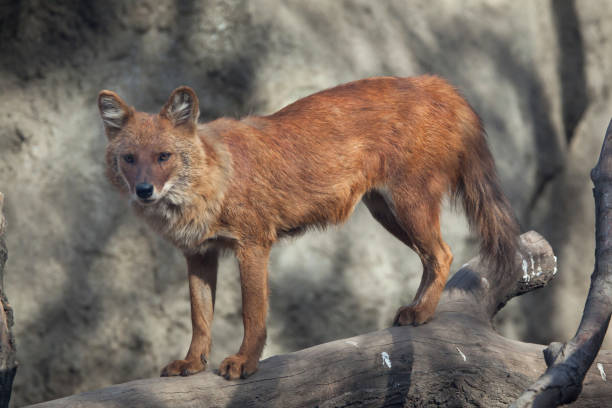 zsuri dhole (cuon alpinus alpinus) - red wolf zdjęcia i obrazy z banku zdjęć
