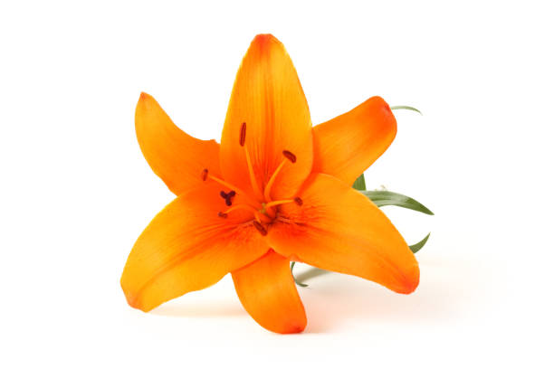 istock Fresh orange lily  Isolated  on white background 1055865638