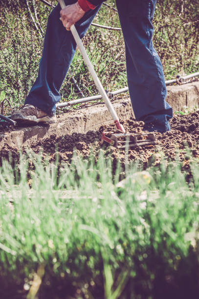 istock Gardener Preparing Beds with Rake in Vegetable Garden, Springtime 1055867272