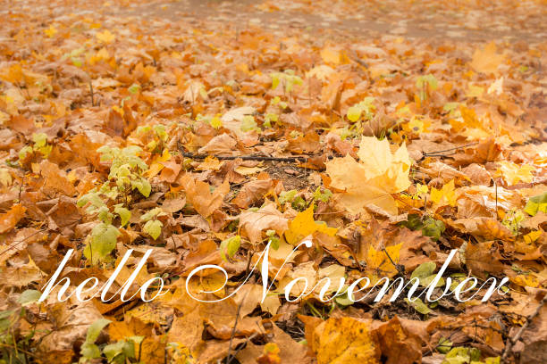 istock Hello November greeting card. Autumn maple leaves 1055870798