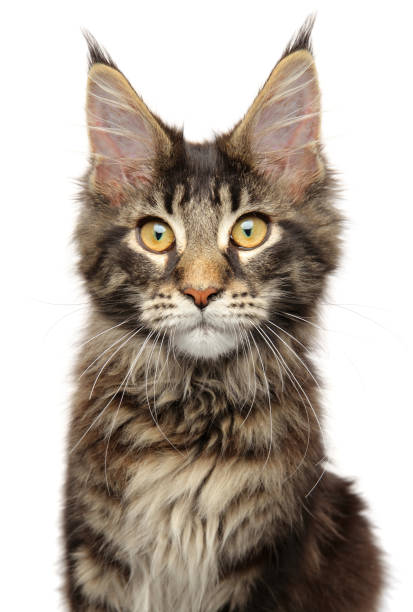 istock Young Maine Coon kitten on a white background 1055872312