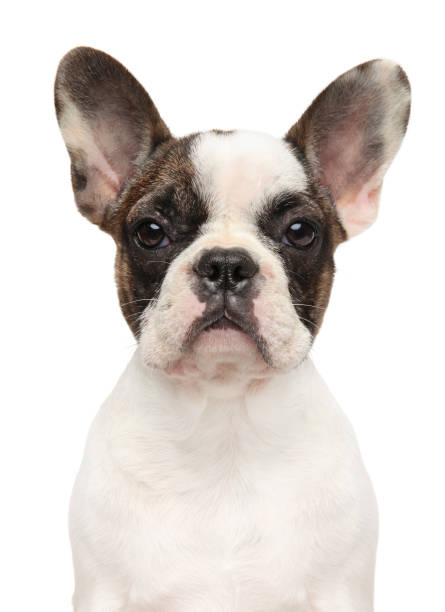 istock French bulldog on white background 1055872368