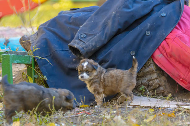 istock homeless mongrel puppies 1055872434