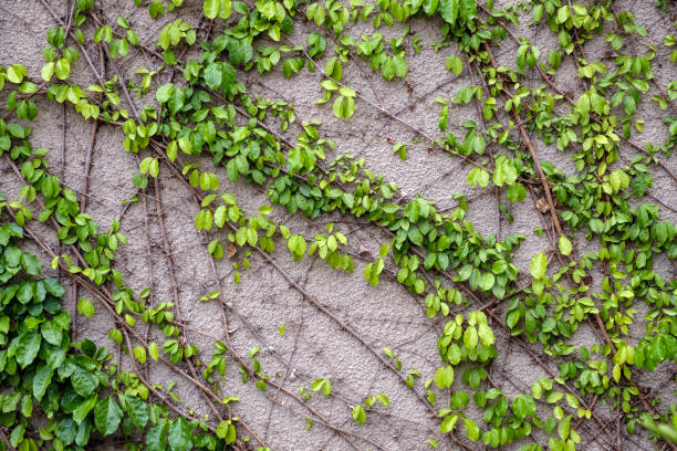 istock Coatbuttons on gray grunge cement wall background texture 1055872930