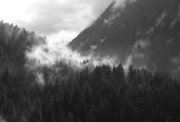 istock Low clouds above pines in a valley 1055872966