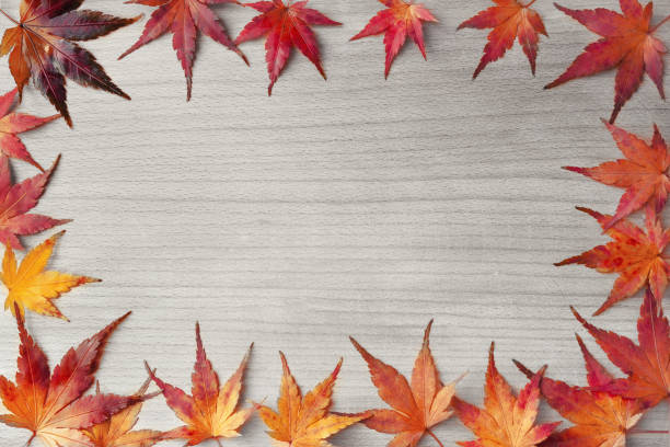 istock Autumn background maple leaves on a wooden board. Top view 1055873484