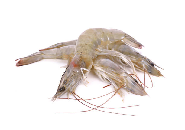 istock whole fresh vannamei shrimps on white background 1055874606