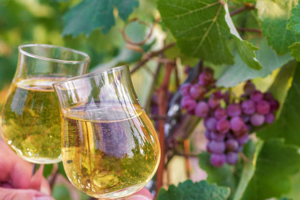 istock White wine in wine glasses in front of a grapevine 1055876170