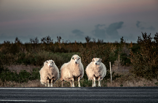 Three sheep waiting at the sides of a road in Iceland