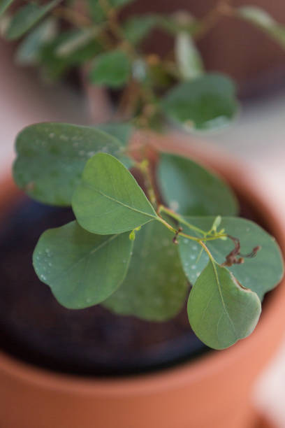 istock Eucalyptus Camphora 'Lucky Country' Plant 1055878946