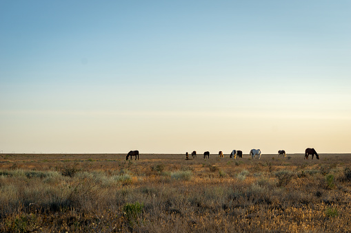 Wild Horses at sunrise on steppe in Kazakhstan.