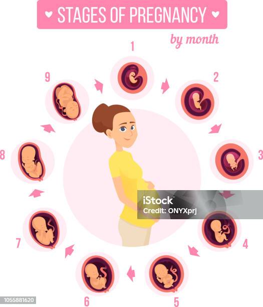 Trimester Overview Pregnancy Trimester Infographic Human Growth Stages New Born Baby ...