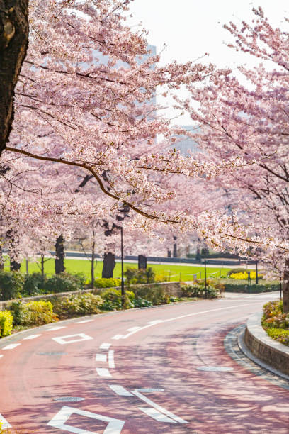 arbre de la cerise urbain - cherry tree morning sunlight sunny photos et images de collection