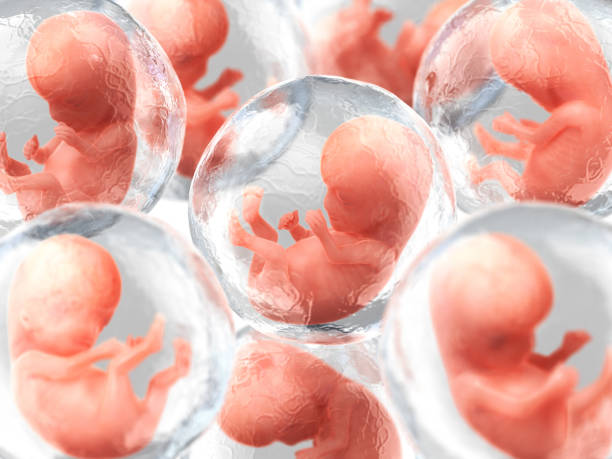 clonazione umana - embryology foto e immagini stock