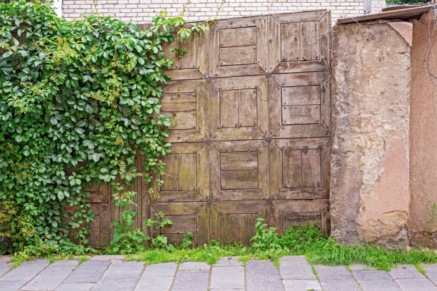 istock weathered wooden plank gates covered in creeper. 1055884424