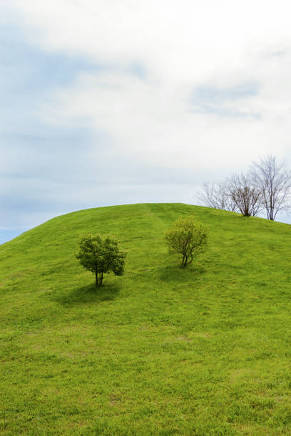 istock Green grass field with two tree on hill with blue sky and clouds. Gardening 1055884652