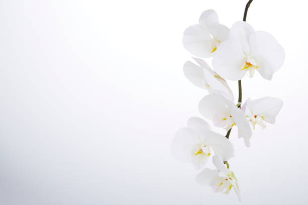 istock White Phalaenopsis orchid on white background 1055885340