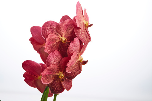 Beautiful Red Vanda orchid flower set on white background