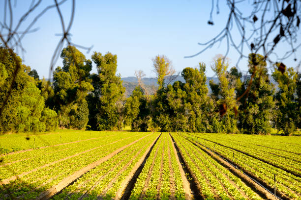 istock Salad cultivation in Tuscany, Italy 1055888240