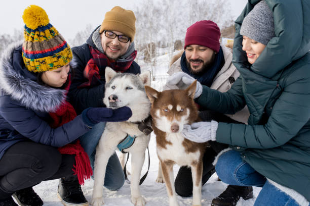 istock Young Couples Playing with Husky Dogs 1055888338