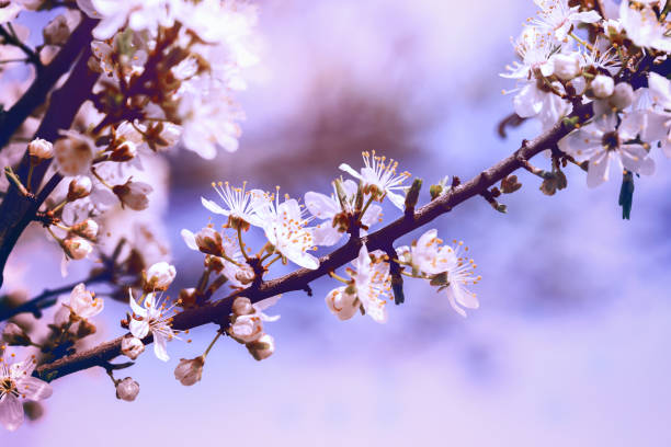 istock beautiful spring background blooming apricot