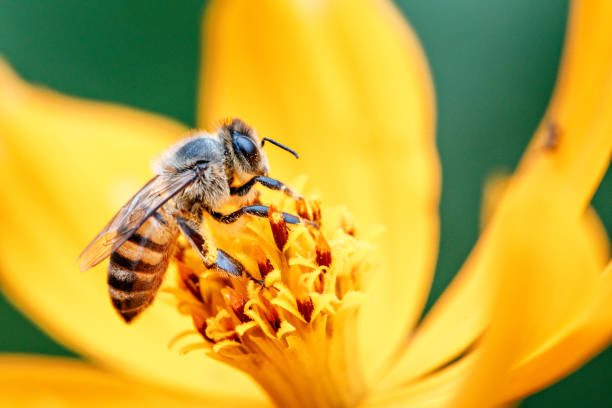 abeja en flor - animal beautiful beauty in nature bee fotografías e imágenes de stock