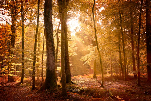 Autumn Landscape In The New Forest Autumn landscape in the New Forest with the ground covered in fallen leaves and sunlight filtering through the golden trees. new forest stock pictures, royalty-free photos & images