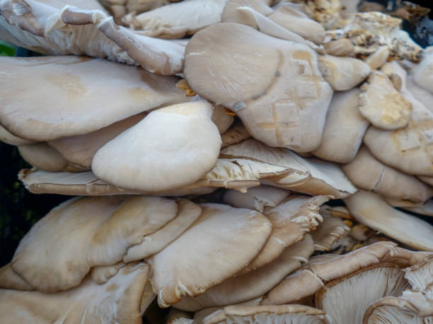 istock Poplar Mushroom Turkish clams mushroom 1055893822
