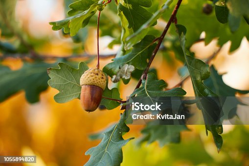 istock Beautiful colorful closeup of an acorn growing on oak tree with orange october leaves in the background. 1055894820